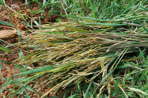 Về Đồng Tháp ăn gạo lúa ma trong mùa nước lớn